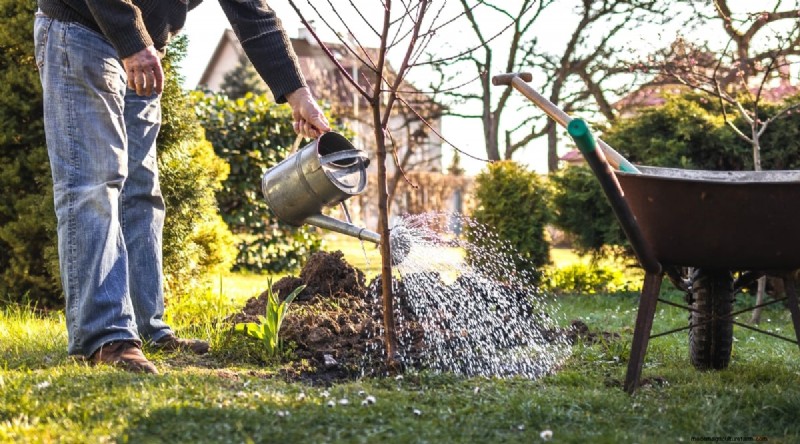Peach Tree Growth Stages: How Quickly Do They Mature? – A Practical Guide