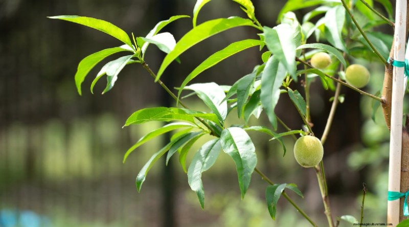 Peach Tree Growth Stages: How Quickly Do They Mature? – A Practical Guide