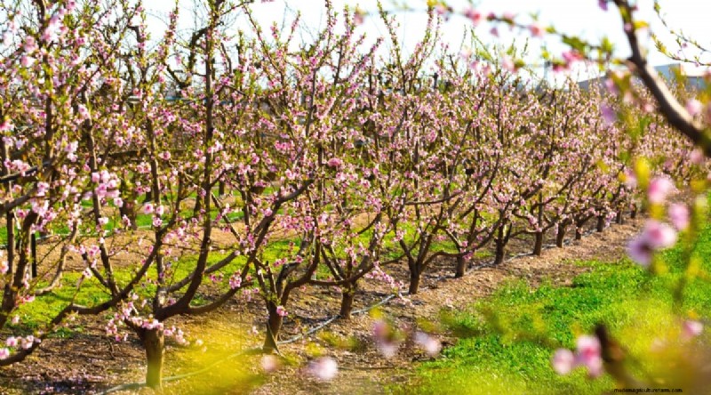 Peach Tree Growth Stages: How Quickly Do They Mature? – A Practical Guide