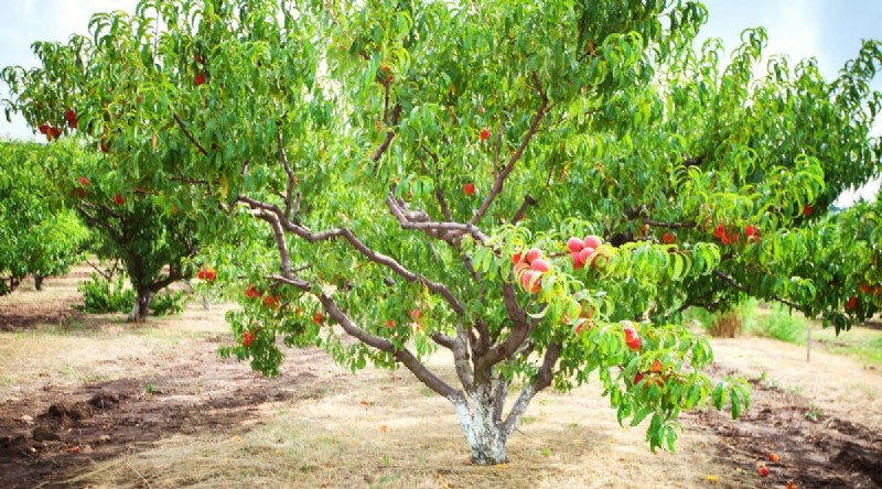 Peach Tree Growth Stages: How Quickly Do They Mature? – A Practical Guide