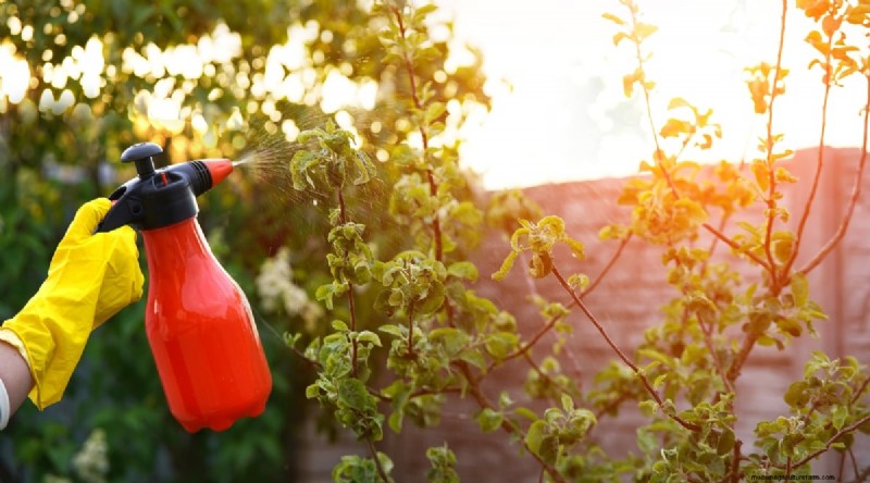 Peach Tree Growth Stages: How Quickly Do They Mature? – A Practical Guide