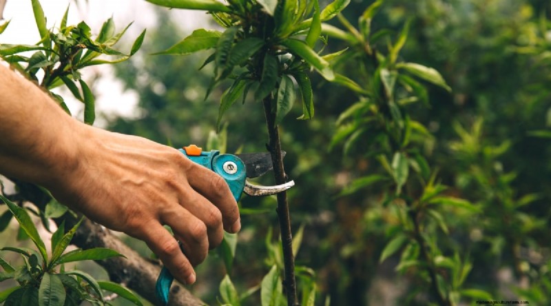 Peach Tree Growth Stages: How Quickly Do They Mature? – A Practical Guide