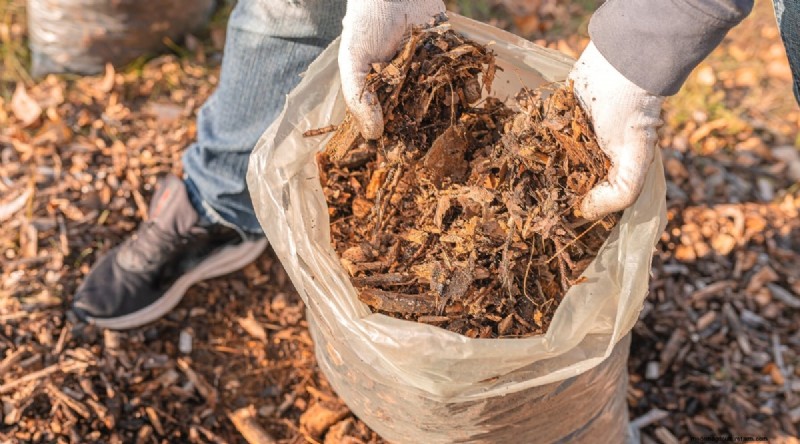 Peach Tree Growth Stages: How Quickly Do They Mature? – A Practical Guide