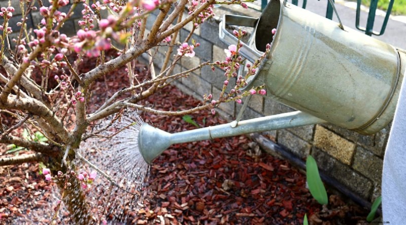 Peach Tree Growth Stages: How Quickly Do They Mature? – A Practical Guide