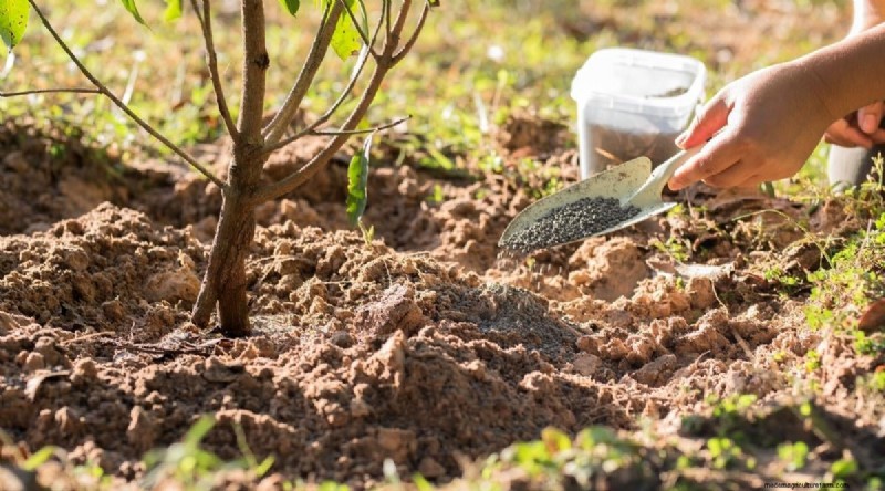 Peach Tree Growth Stages: How Quickly Do They Mature? – A Practical Guide