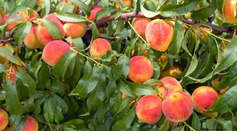 Peach Tree Growth Stages: How Quickly Do They Mature? – A Practical Guide