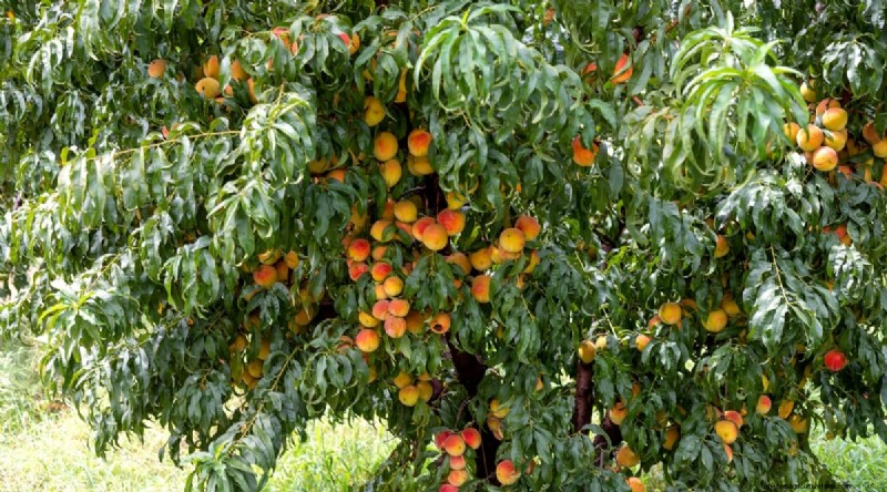 Peach Tree Growth Stages: How Quickly Do They Mature? – A Practical Guide