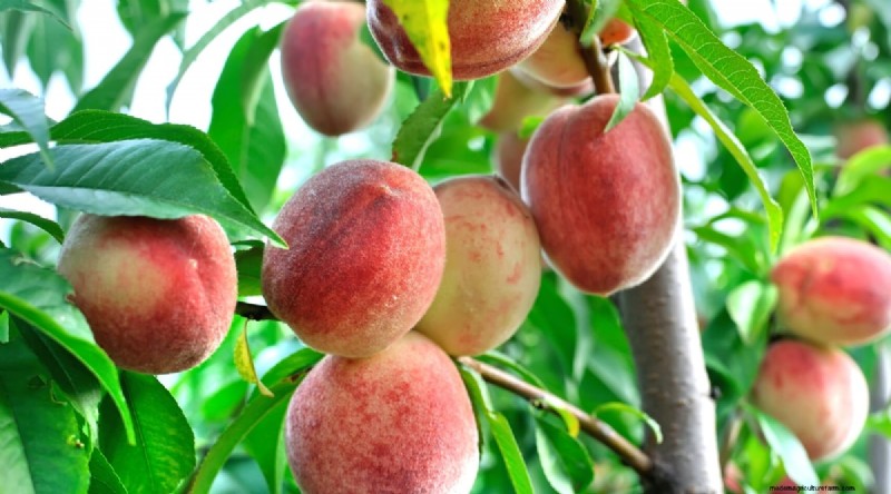 Peach Tree Growth Stages: How Quickly Do They Mature? – A Practical Guide