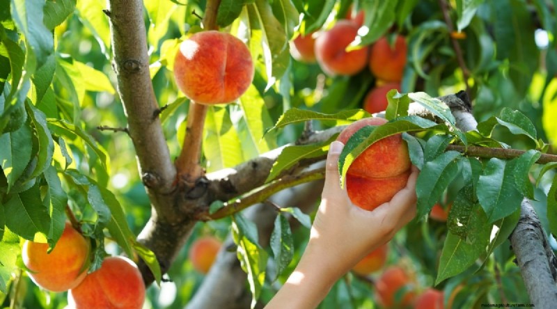 Peach Tree Growth Stages: How Quickly Do They Mature? – A Practical Guide