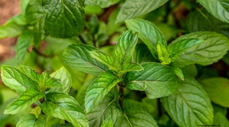 The Complete Guide to Growing, Planting, and Caring for Peppermint