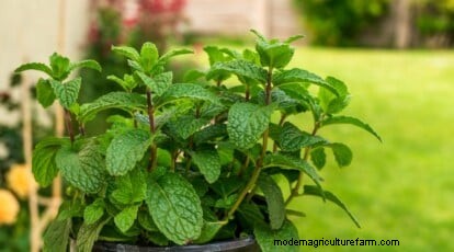 The Complete Guide to Growing, Planting, and Caring for Peppermint