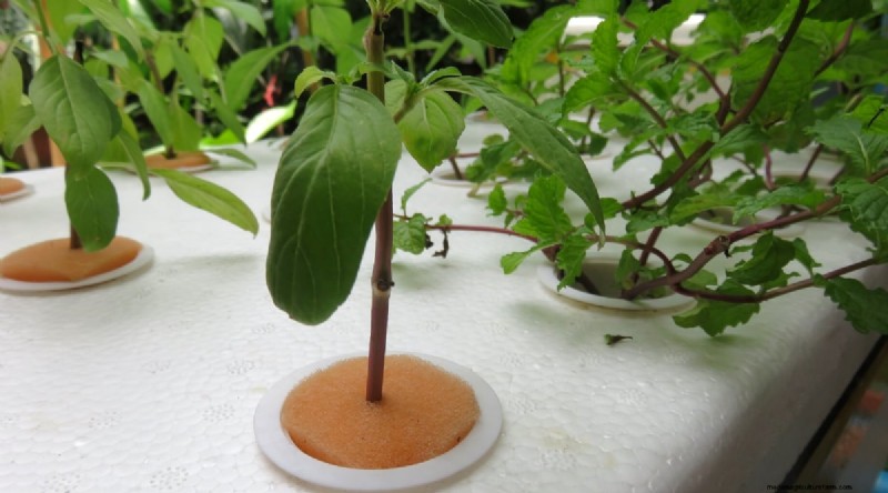 The Complete Guide to Growing, Planting, and Caring for Peppermint