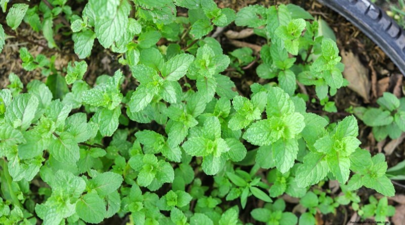The Complete Guide to Growing, Planting, and Caring for Peppermint
