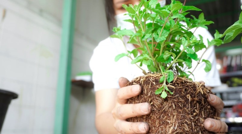 The Complete Guide to Growing, Planting, and Caring for Peppermint