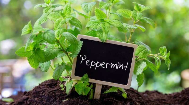 The Complete Guide to Growing, Planting, and Caring for Peppermint