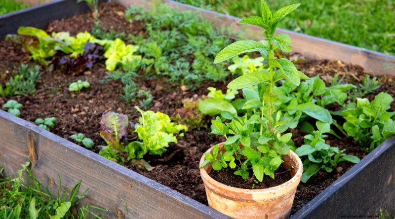 The Complete Guide to Growing, Planting, and Caring for Peppermint