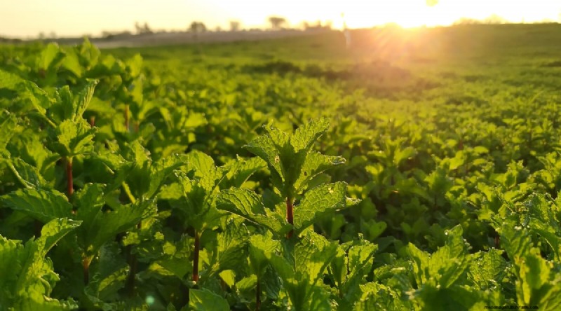 The Complete Guide to Growing, Planting, and Caring for Peppermint