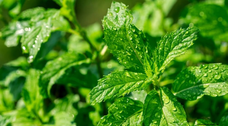 The Complete Guide to Growing, Planting, and Caring for Peppermint