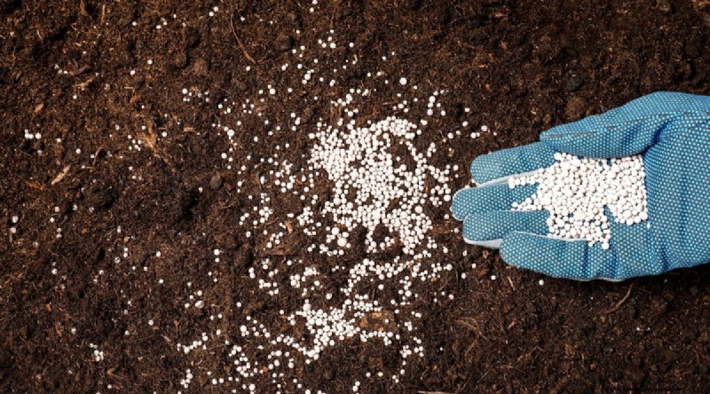 The Complete Guide to Growing, Planting, and Caring for Peppermint