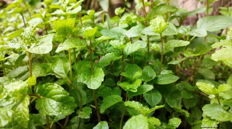 The Complete Guide to Growing, Planting, and Caring for Peppermint