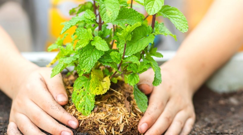 The Complete Guide to Growing, Planting, and Caring for Peppermint