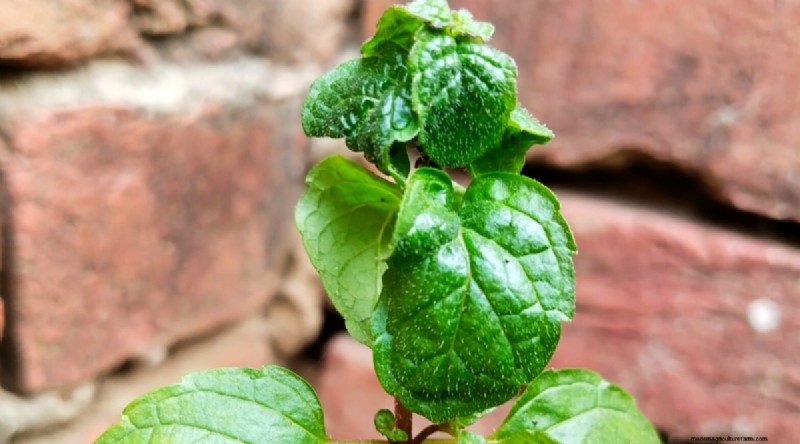 The Complete Guide to Growing, Planting, and Caring for Peppermint