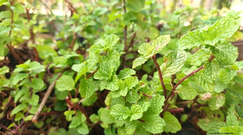 The Complete Guide to Growing, Planting, and Caring for Peppermint