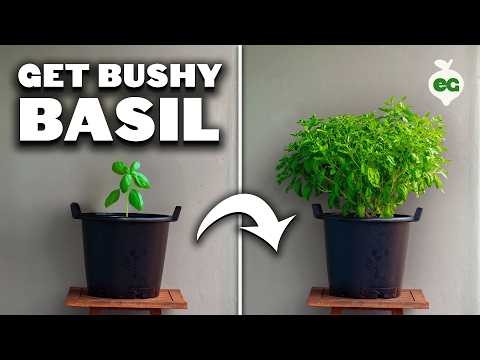 Optimal Basil Harvesting: When, Where, and How for Year‑Long Yields