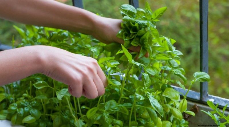 Optimal Basil Harvesting: When, Where, and How for Year‑Long Yields