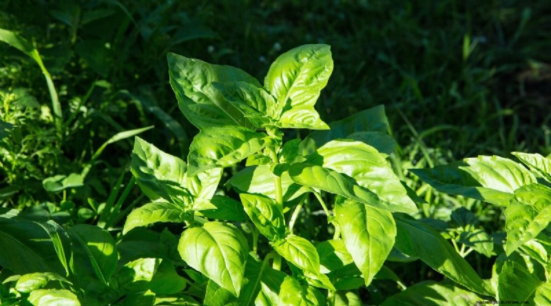 Optimal Basil Harvesting: When, Where, and How for Year‑Long Yields