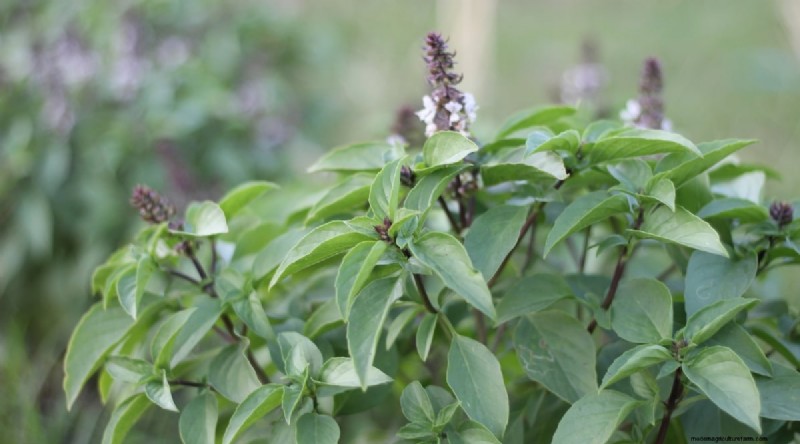 Optimal Basil Harvesting: When, Where, and How for Year‑Long Yields