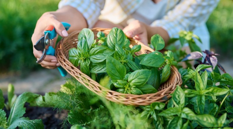 Optimal Basil Harvesting: When, Where, and How for Year‑Long Yields