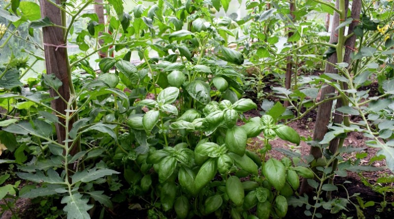 Optimal Basil Harvesting: When, Where, and How for Year‑Long Yields