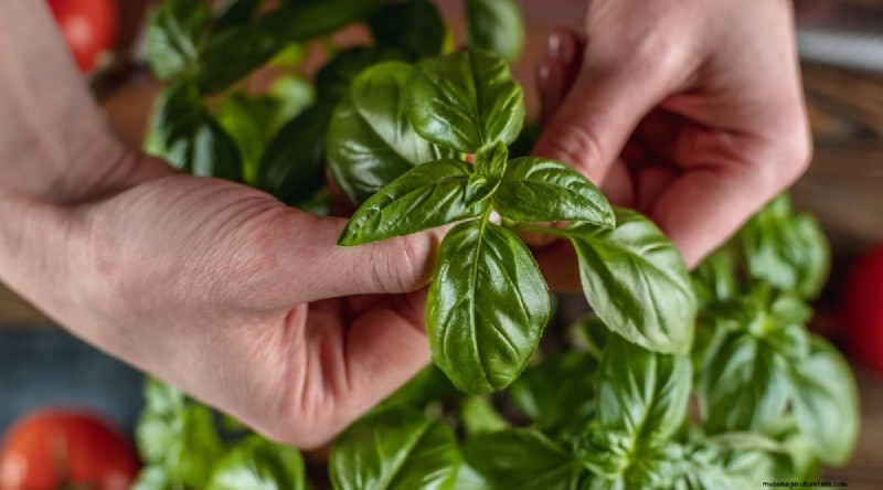 Optimal Basil Harvesting: When, Where, and How for Year‑Long Yields