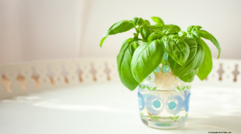 Optimal Basil Harvesting: When, Where, and How for Year‑Long Yields