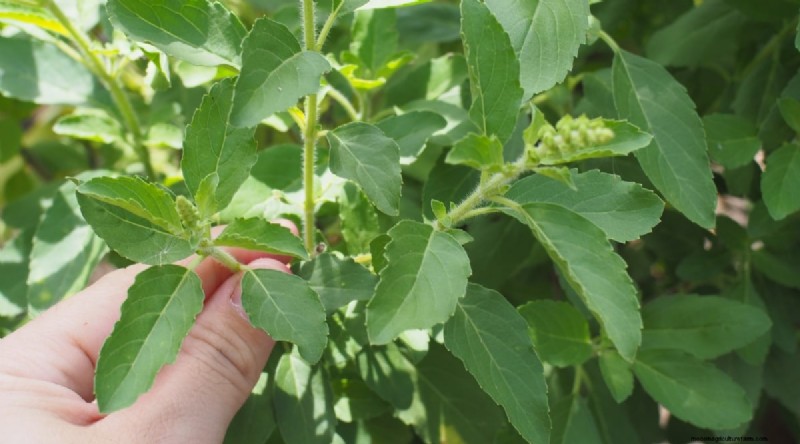 Optimal Basil Harvesting: When, Where, and How for Year‑Long Yields