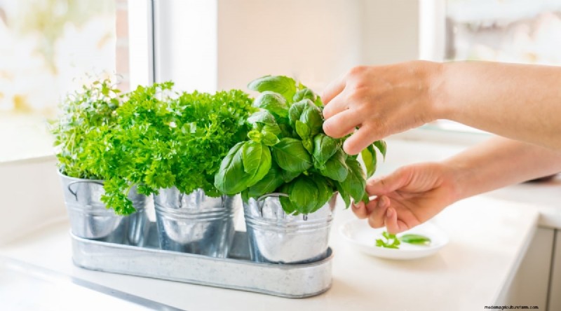 Optimal Basil Harvesting: When, Where, and How for Year‑Long Yields