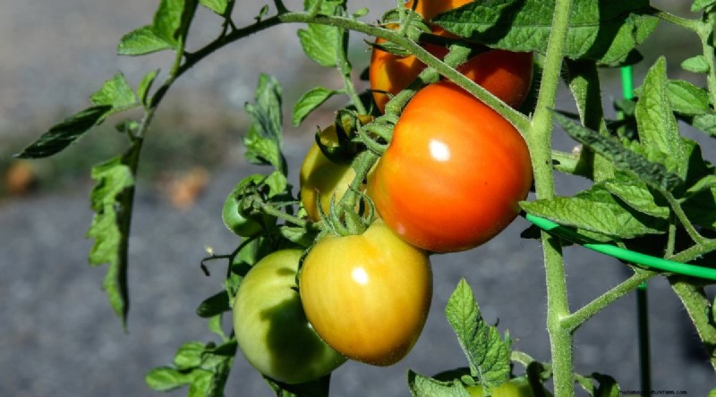 19 Early‑Season Tomato Varieties for a Rapid Harvest