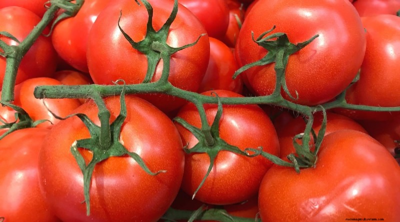 19 Early‑Season Tomato Varieties for a Rapid Harvest