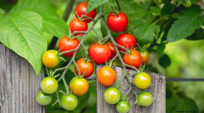 19 Early‑Season Tomato Varieties for a Rapid Harvest