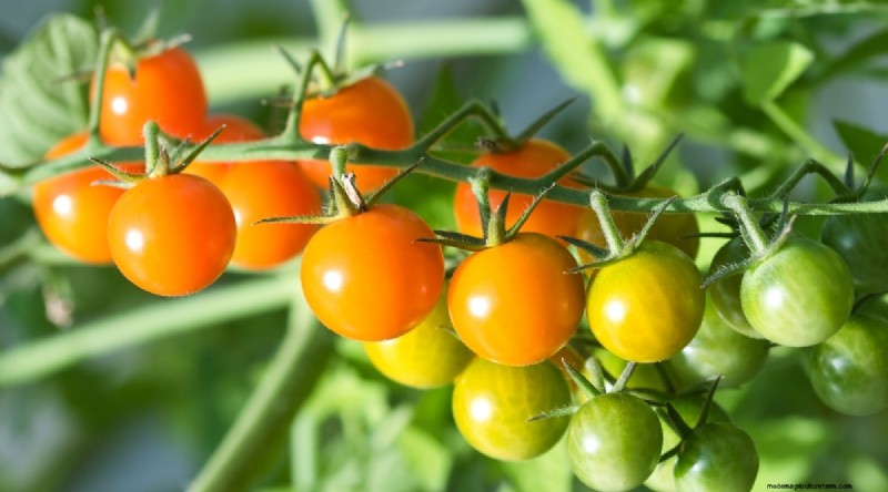 19 Early‑Season Tomato Varieties for a Rapid Harvest