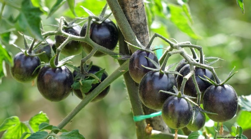 19 Early‑Season Tomato Varieties for a Rapid Harvest
