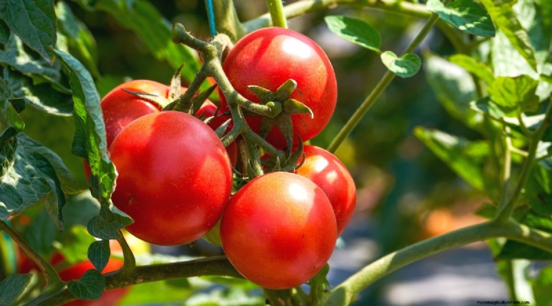 19 Early‑Season Tomato Varieties for a Rapid Harvest