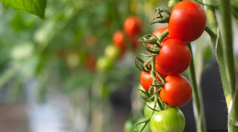 19 Early‑Season Tomato Varieties for a Rapid Harvest
