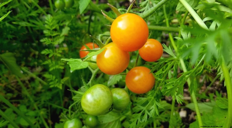 19 Early‑Season Tomato Varieties for a Rapid Harvest