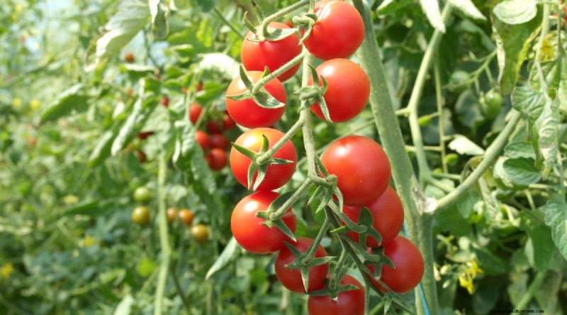 19 Early‑Season Tomato Varieties for a Rapid Harvest