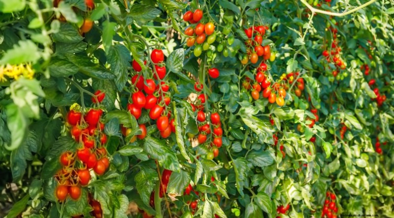 19 Early‑Season Tomato Varieties for a Rapid Harvest