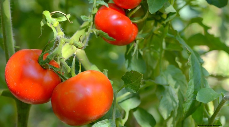 19 Early‑Season Tomato Varieties for a Rapid Harvest