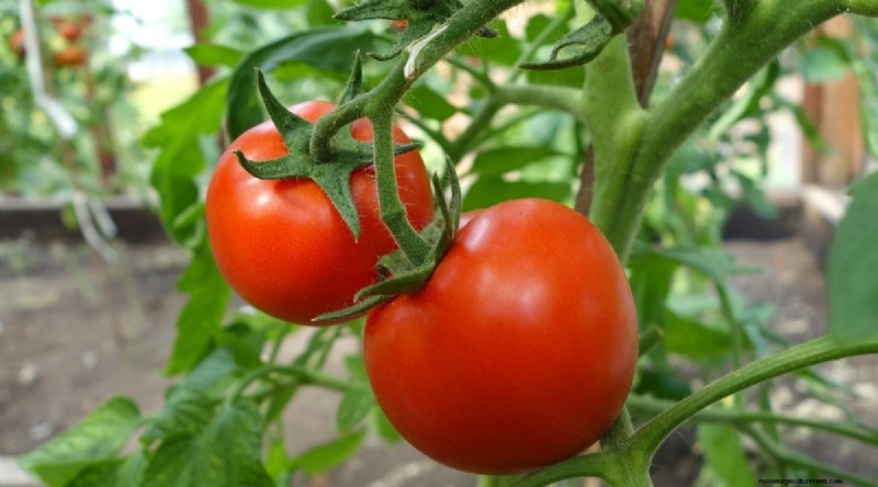 19 Early‑Season Tomato Varieties for a Rapid Harvest