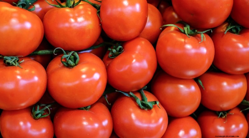 19 Early‑Season Tomato Varieties for a Rapid Harvest